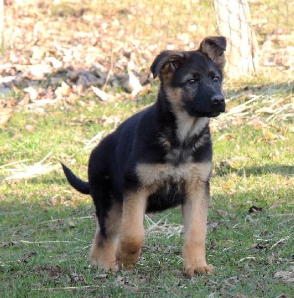 Publication : des contes de Gwelane