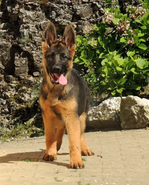 Publication : des contes de Gwelane