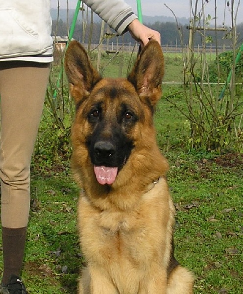 Publication : des contes de Gwelane Auteur : louis gwendolyne