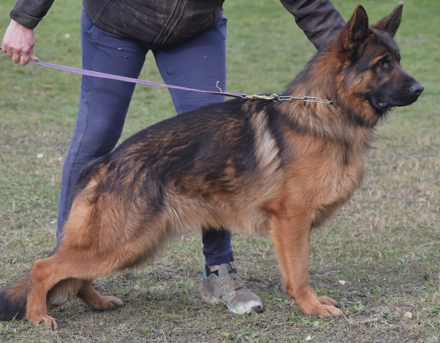 Publication : des contes de Gwelane Auteur : christine louis