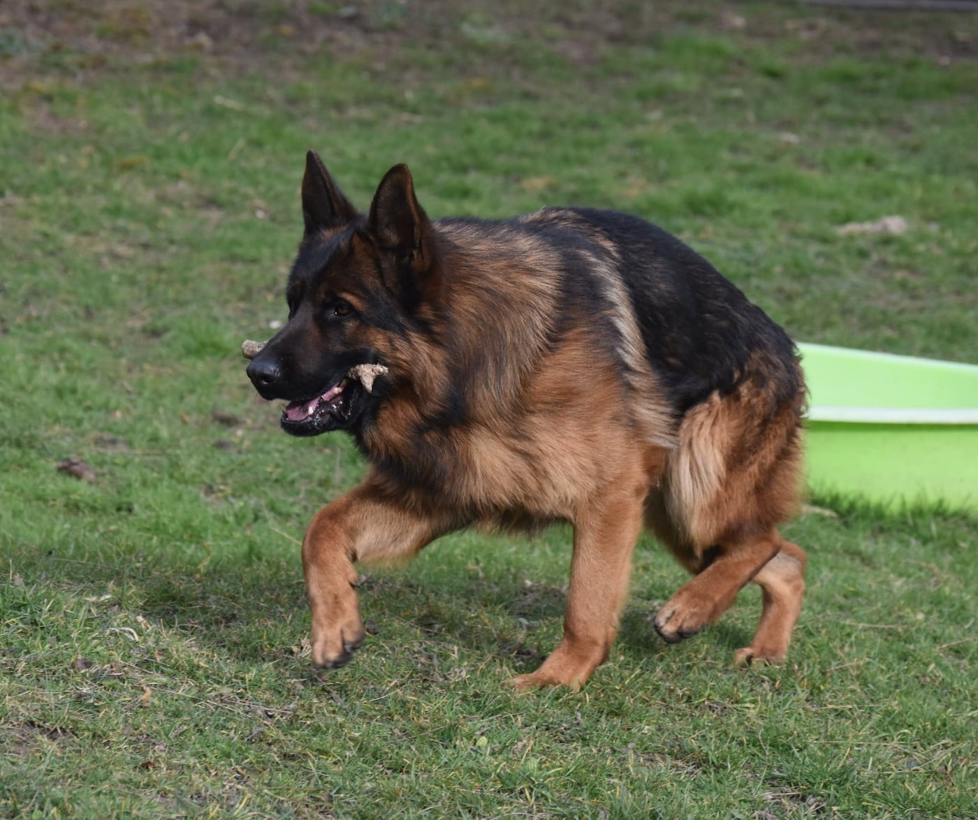 Publication : des contes de Gwelane Auteur : christine louis