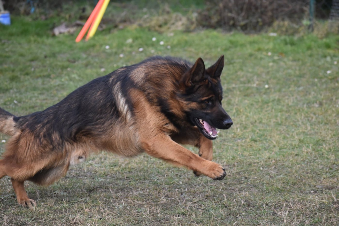 Publication : des contes de Gwelane Auteur : christine louis