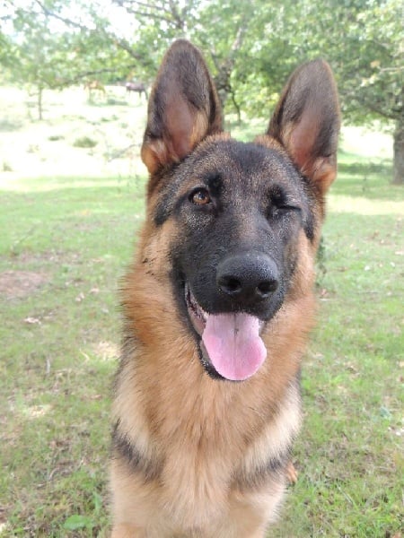 Publication : des contes de Gwelane