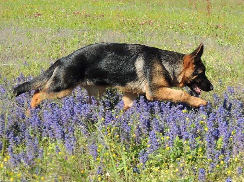 Publication : des contes de Gwelane