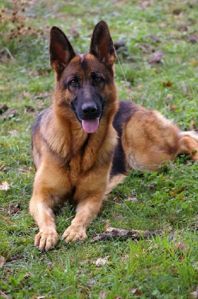 Publication : des contes de Gwelane