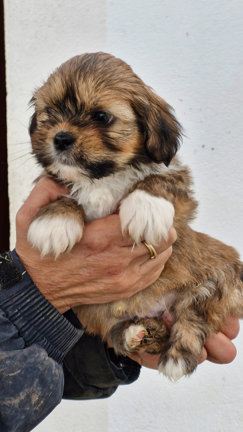 CHIOT 5 - Lhassa Apso