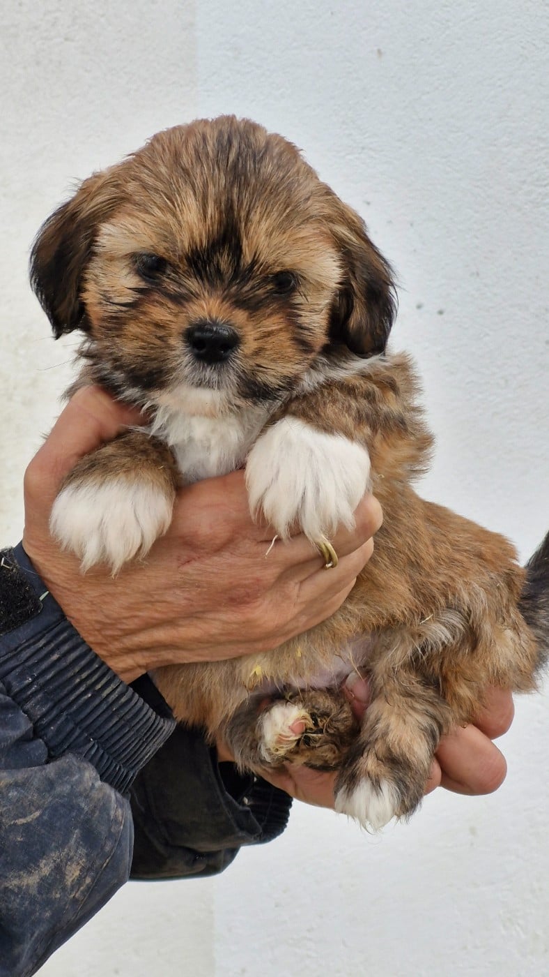 Lhassa Apso - des contes de Gwelane