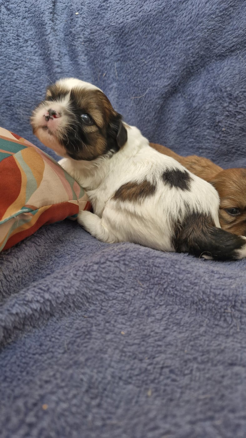 Bambou - Lhassa Apso