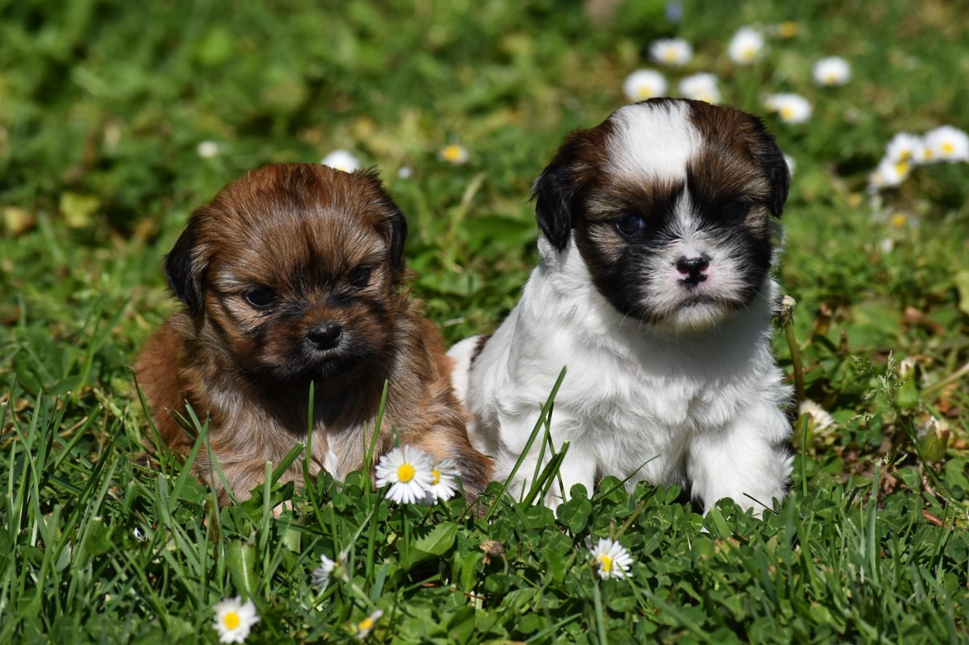 Lhassa Apso - des contes de Gwelane