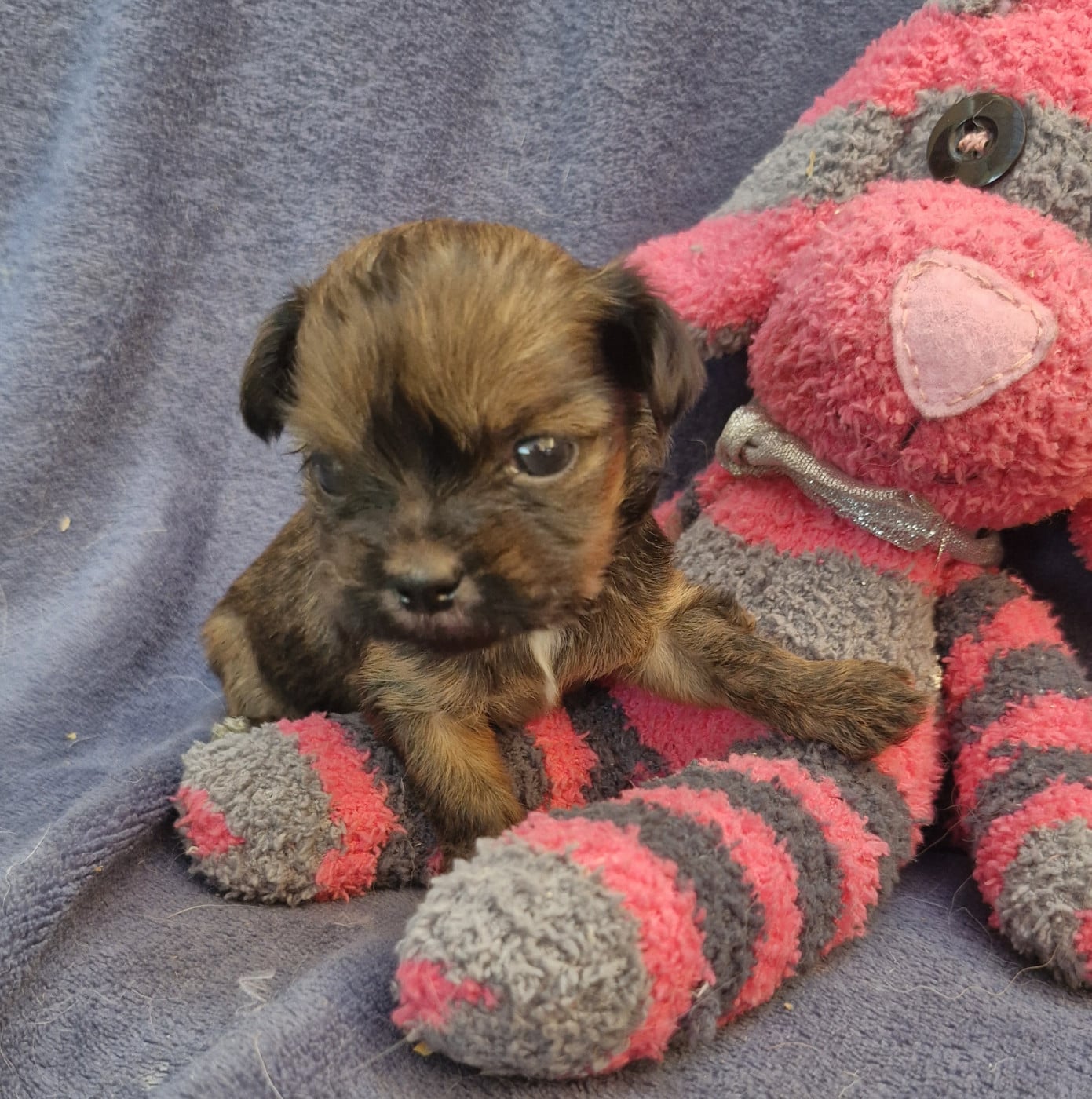 Chiot N°1 - Lhassa Apso