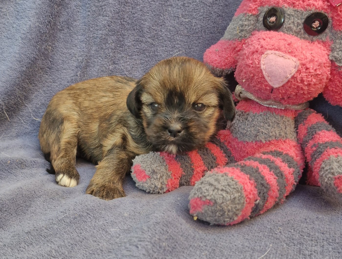 Chiot N°3 - Lhassa Apso