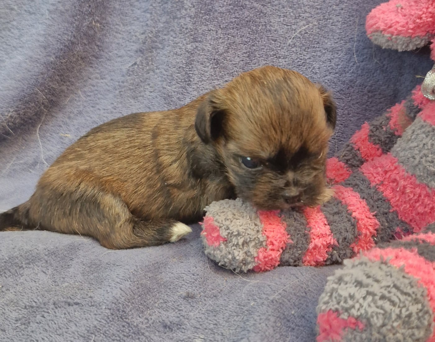 Chiot N°4 - Lhassa Apso