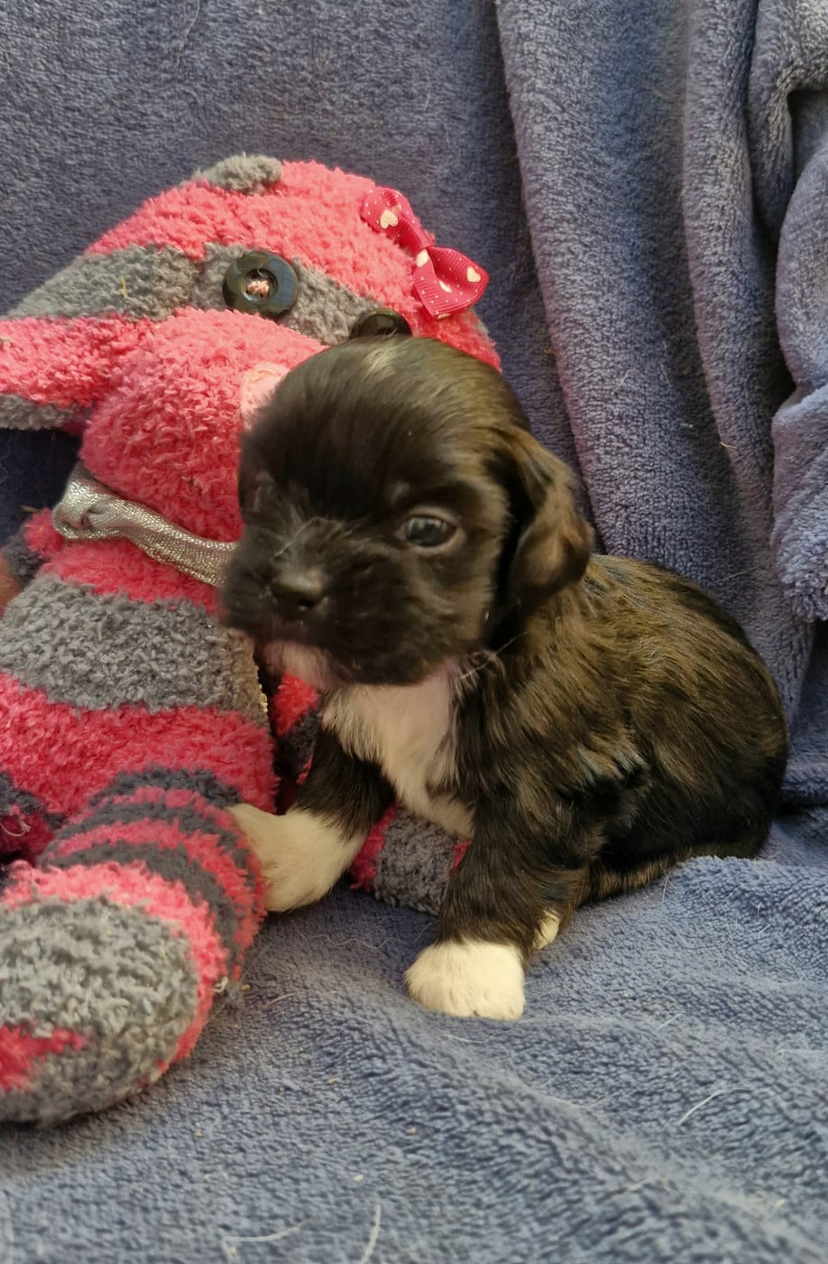 Chiot N°5 - Lhassa Apso