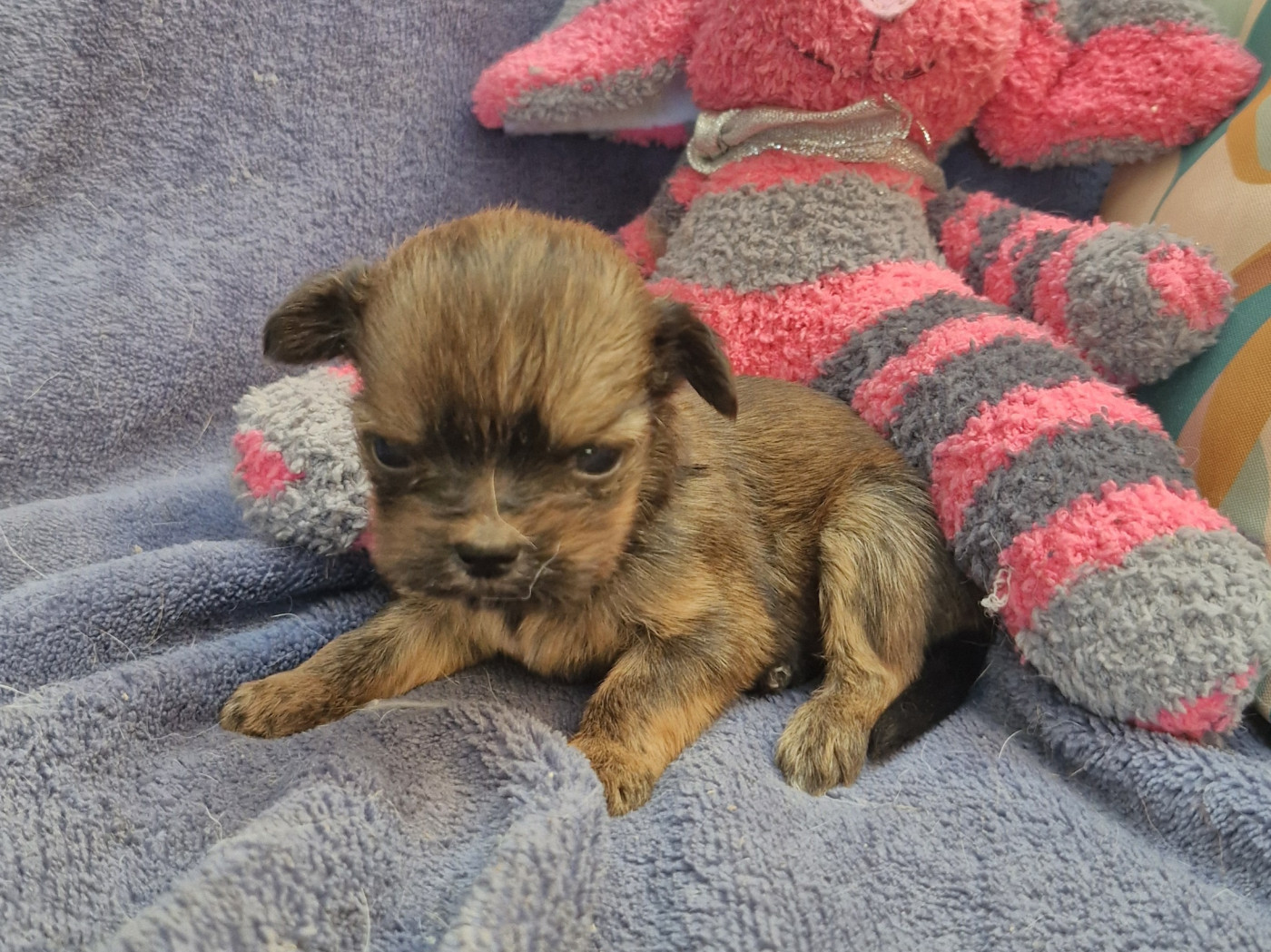 Chiot N°6 - Lhassa Apso