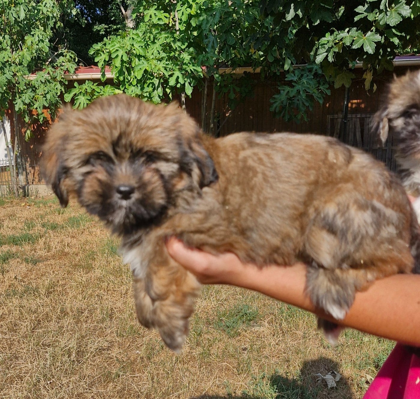 Chiot N°3 - Lhassa Apso