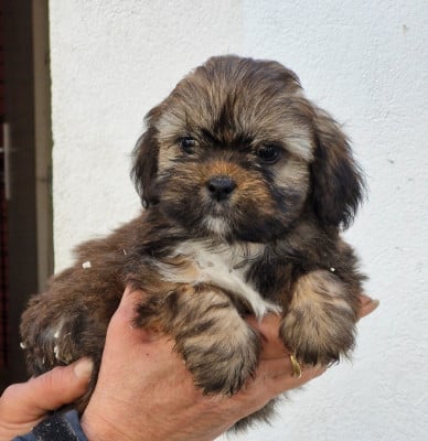 Les chiots de Lhassa Apso