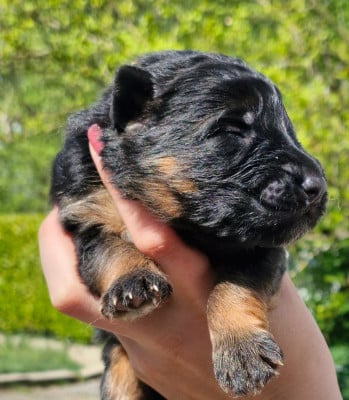 Les chiots de Berger Allemand