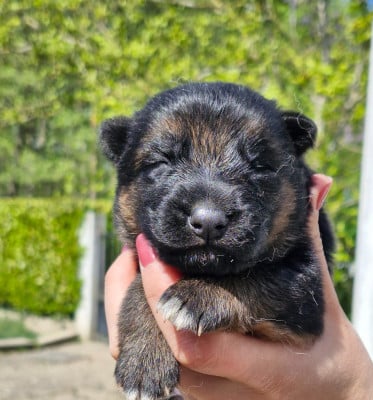 Les chiots de Berger Allemand