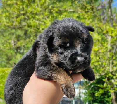 Les chiots de Berger Allemand