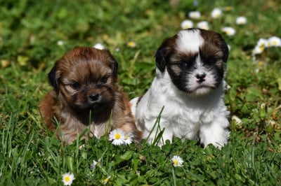 Les chiots de Lhassa Apso