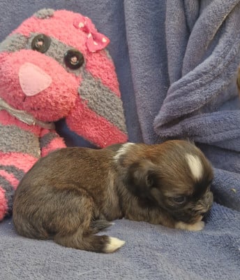 Les chiots de Lhassa Apso
