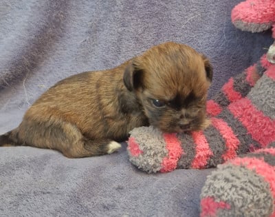Les chiots de Lhassa Apso