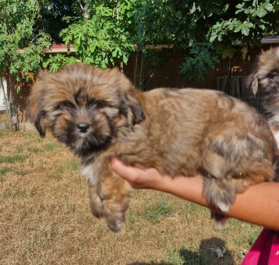 Les chiots de Lhassa Apso