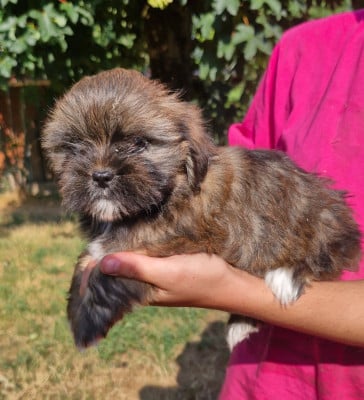 Les chiots de Lhassa Apso
