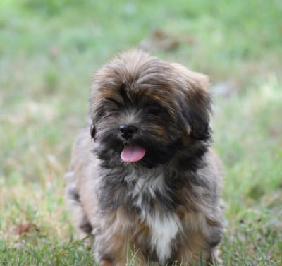 Les chiots de Lhassa Apso