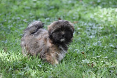 Les chiots de Lhassa Apso