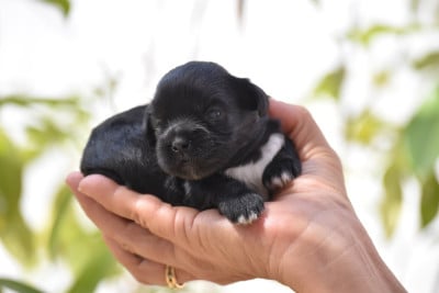 Les chiots de Lhassa Apso