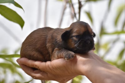 Les chiots de Lhassa Apso