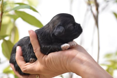 Les chiots de Lhassa Apso