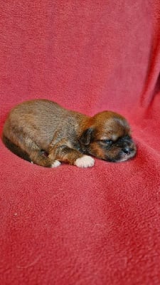 Les chiots de Lhassa Apso