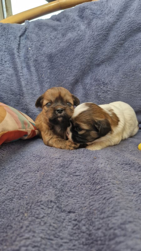 Lhassa Apso - des contes de Gwelane