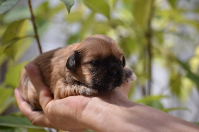 Lhassa Apso - des contes de Gwelane