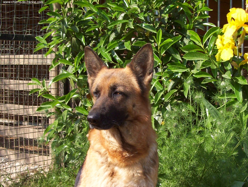 Orlane de la vallée du Taravo - 20 ecx lice recommandé