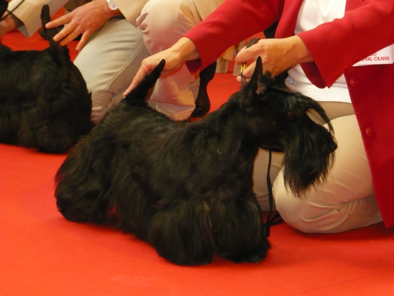 CH. Verascott Always hopeful - 1er EXC RCACS