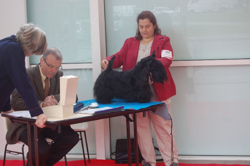 CH. Verascott Always hopeful - 1er Exc CACS