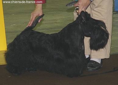 CH. Verascott Always hopeful - 3ème EXCELLENT