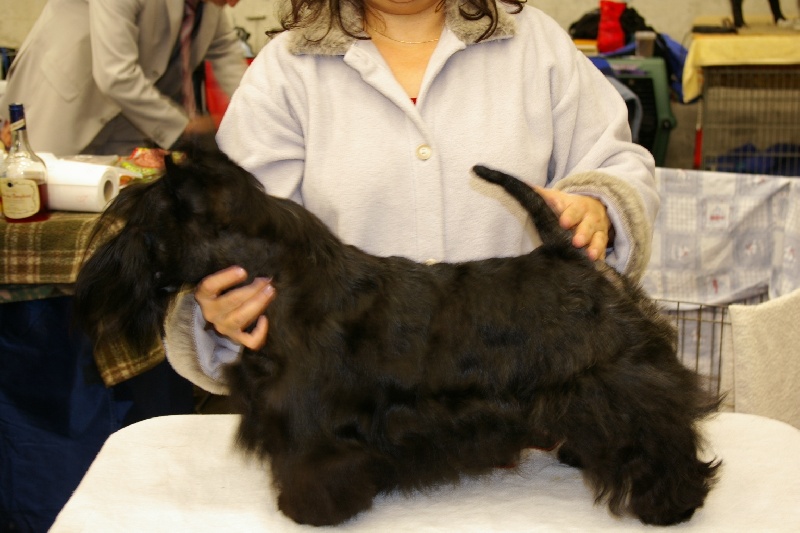 CH. Verascott Always hopeful - 1er EXC - CAC