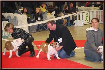 Eutopia of Fashion-Bull's - tres prommeteur