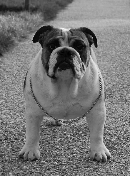 Eutopia of Fashion-Bull's - 3 EME EXCELLENT