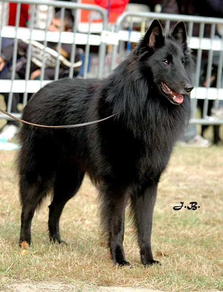 Publication : du clos des agapornis