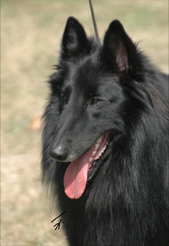 Publication : du clos des agapornis