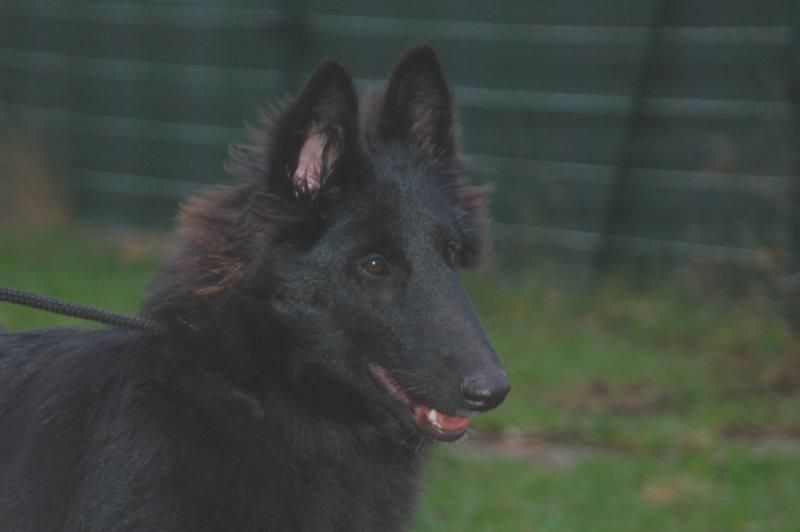 CH. Gin-fizz des perles noires