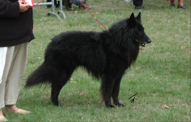 Uggi des perles noires