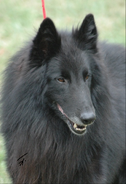 Uggi des perles noires