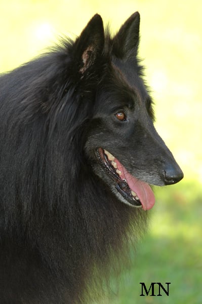 CH. Arès des perles noires