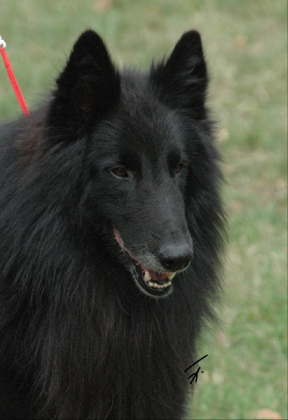 Uggi des perles noires